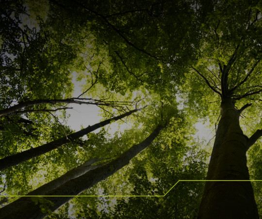 Carton PACK lança o relatório de Sustentabilidade 2025: compromisso que gera impacto